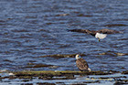 Bald Eagle Pair, Blackwater Wildlife Refuge