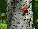 Question Mark Butterfly, Maryland