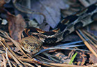 Timbler Rattlesnake, Maryland