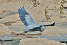 Great Blue Heron, Maryland