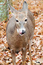 Whitetail Deer Doe, Shenandoah National Park
