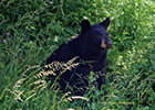 Black Bear Shenandoah National Park