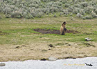 Grizzly looking at noise, Yellowstone National Park