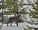 Gray Wolf Yellowstone National Park