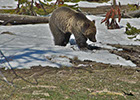 Grizzly searching for food Yellowstone National Park