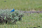 Blue Bird Yellowstone National Park