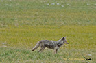 Hunting Coyote, Yellowstone National Park