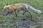 Red Fox hating the weather, Yellowstone National Park