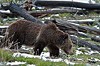 Grizzly looking for food, Yellowstone National Park