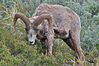 Big Horn Sheep, Yellowstone National Park