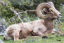 Ram-Big horn Sheep, Yellowstone National Park