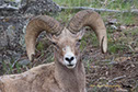 Ram - Bighorn Sheep, Yellowstone